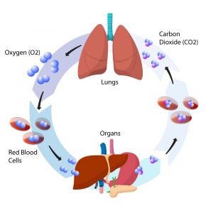 diagram of oxygen-carbon dioxide cycle during breathing