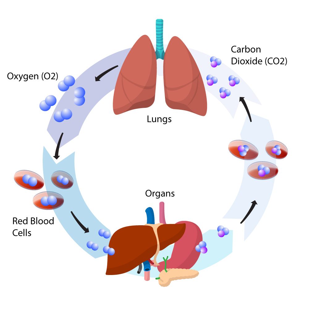 diagram of oxygen-carbon dioxide cycle during breathing