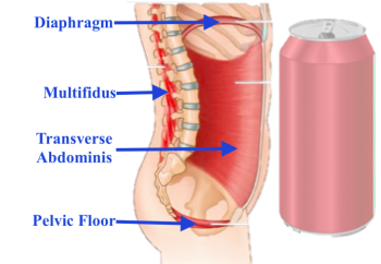 illustration of the core muscles