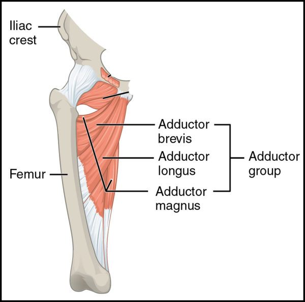 graphic illustration of the adductor area of the body