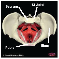 illustration of the bones of the pelvic region