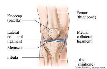 diagram shows parts of the knee