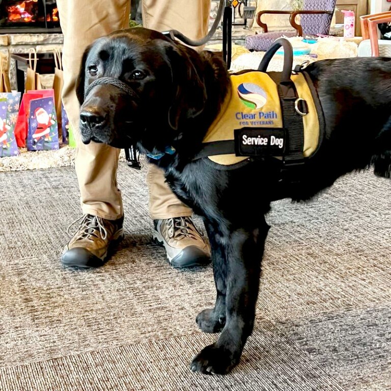 Veteran service dog