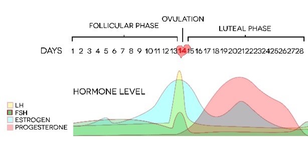 illustration of women's menstrual cycle as it pertains to breathing