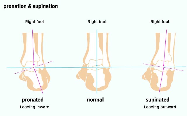 illustration of supination and pronation in the foot and ankle